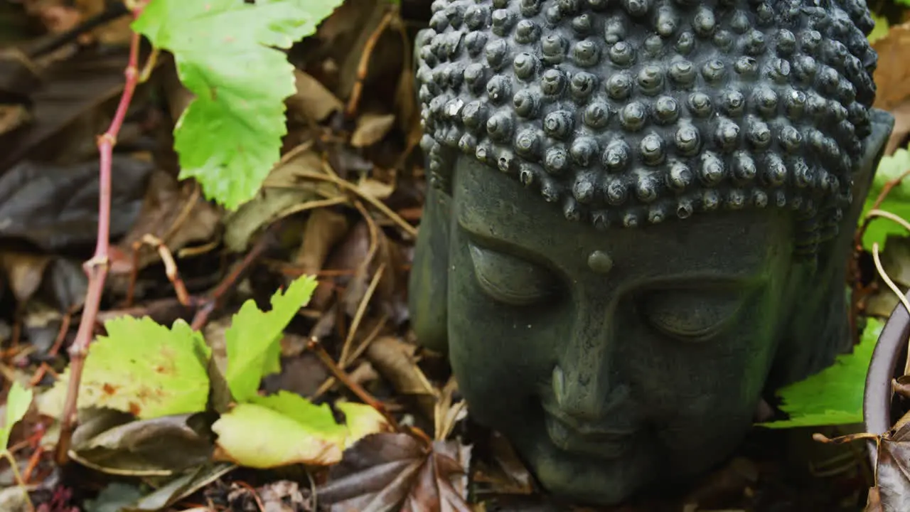 Close up of Buddha head surround by grapevines