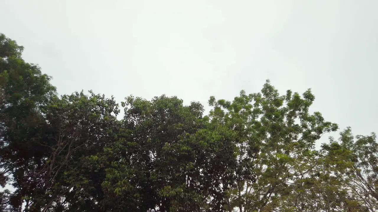 Cinematic left-to-right shot of tropical green-leaved trees during a very cloudy day in daylight