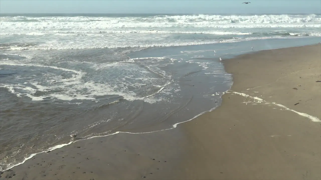 Oregon Sea Gulls Feed In Surf