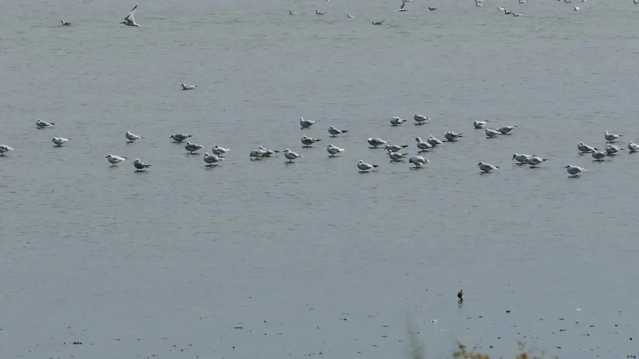 Gulls perched in shallow water hide from the wind