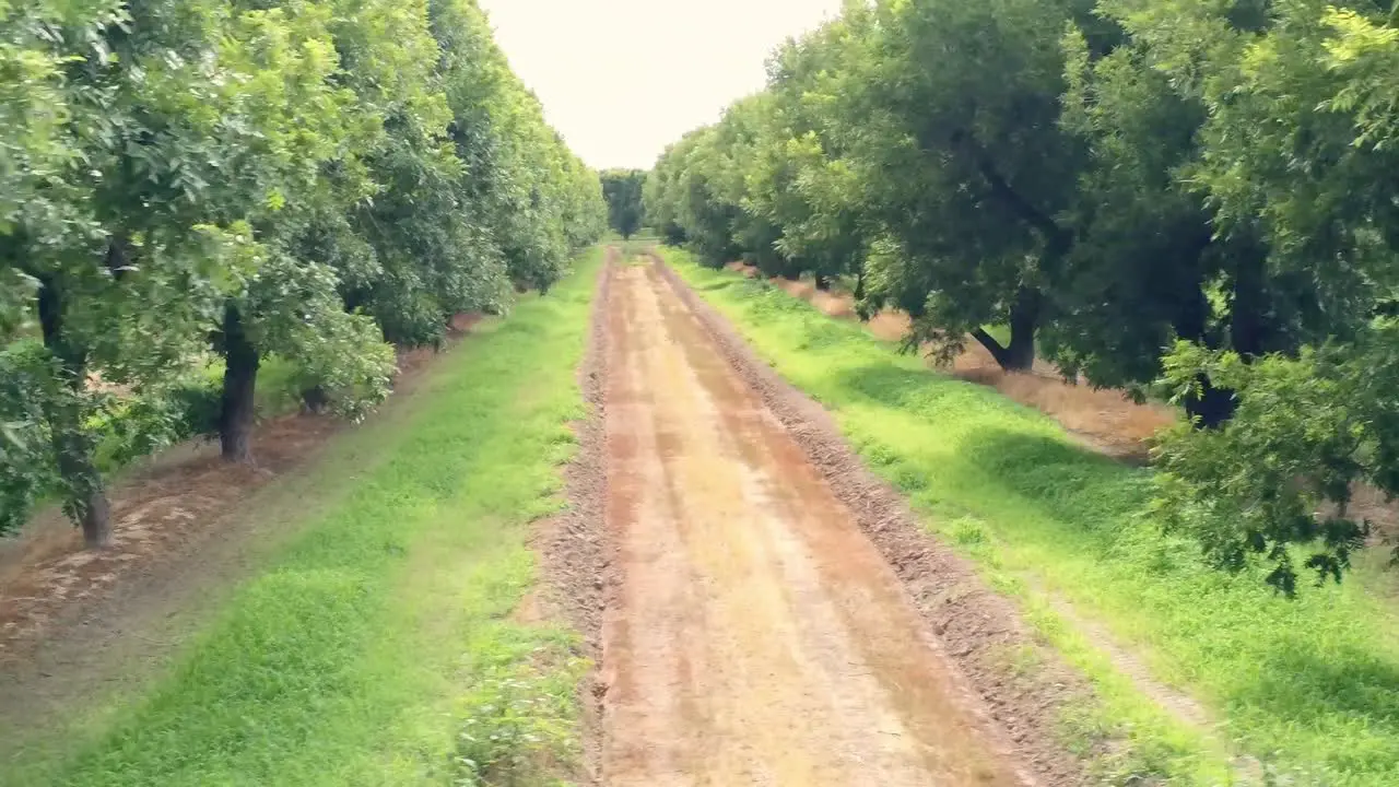 Aerial drone shot flying across the ends of rows of pecan trees in a massive orchard