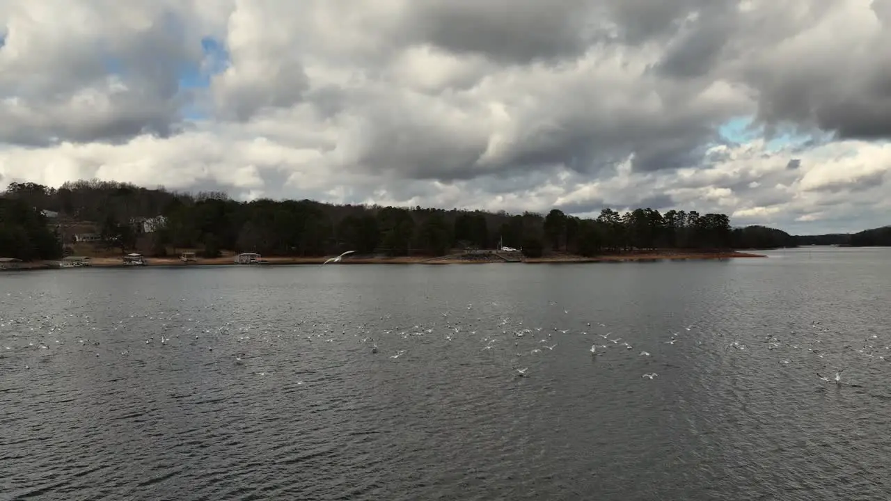 Flock of seagulls at Lake Lanier in Winter drone view