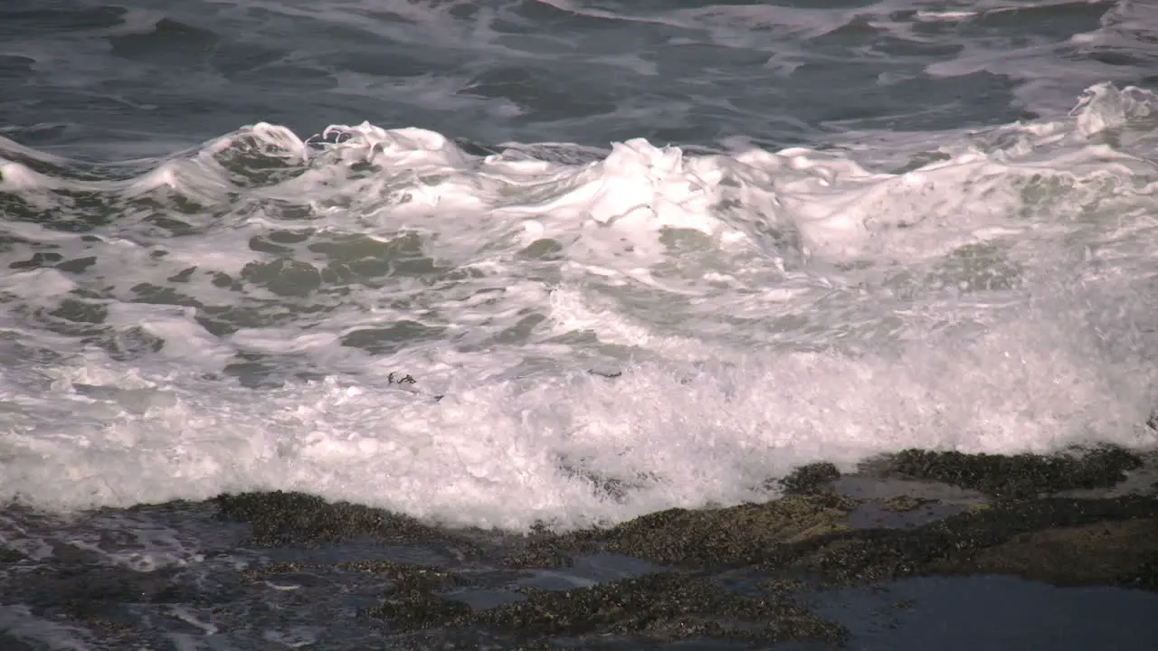 Oregon Waves On Seaweed At Depot Bay