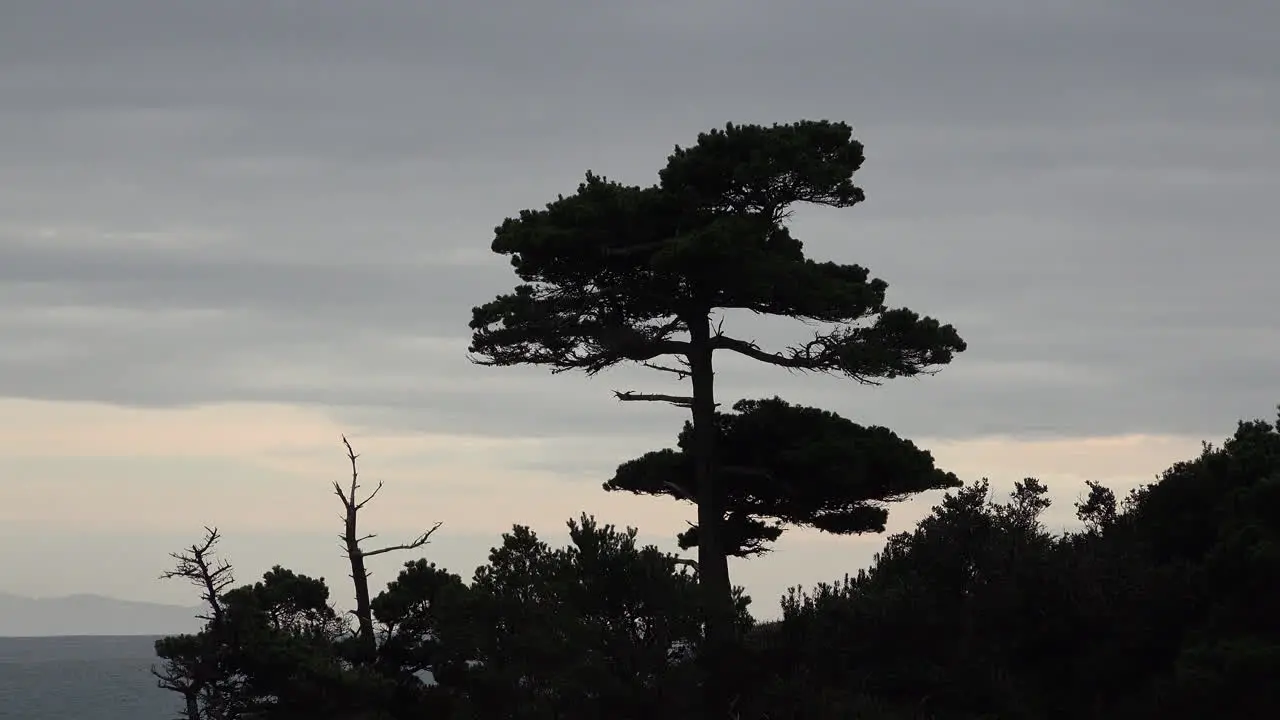 Oregon Port Orford Tree On Battle Rock