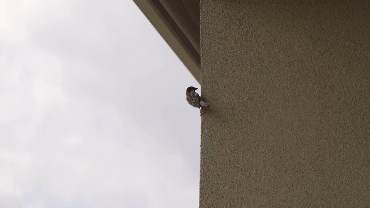 Bird hanging on Hotel wall