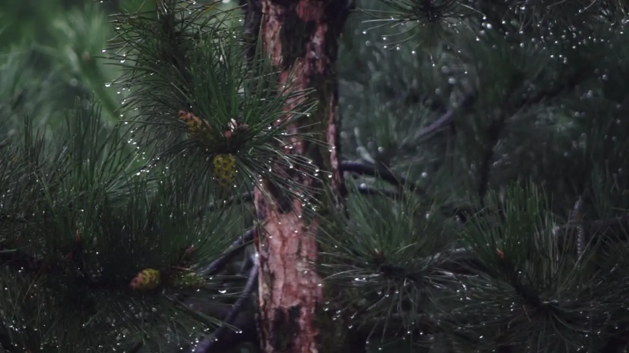 Rain drops from coniferous leaves on a cloudy and rainy day