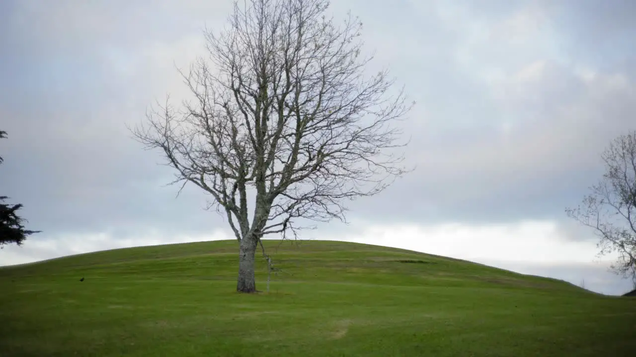 tilt down shot of a bare tree on the green hill