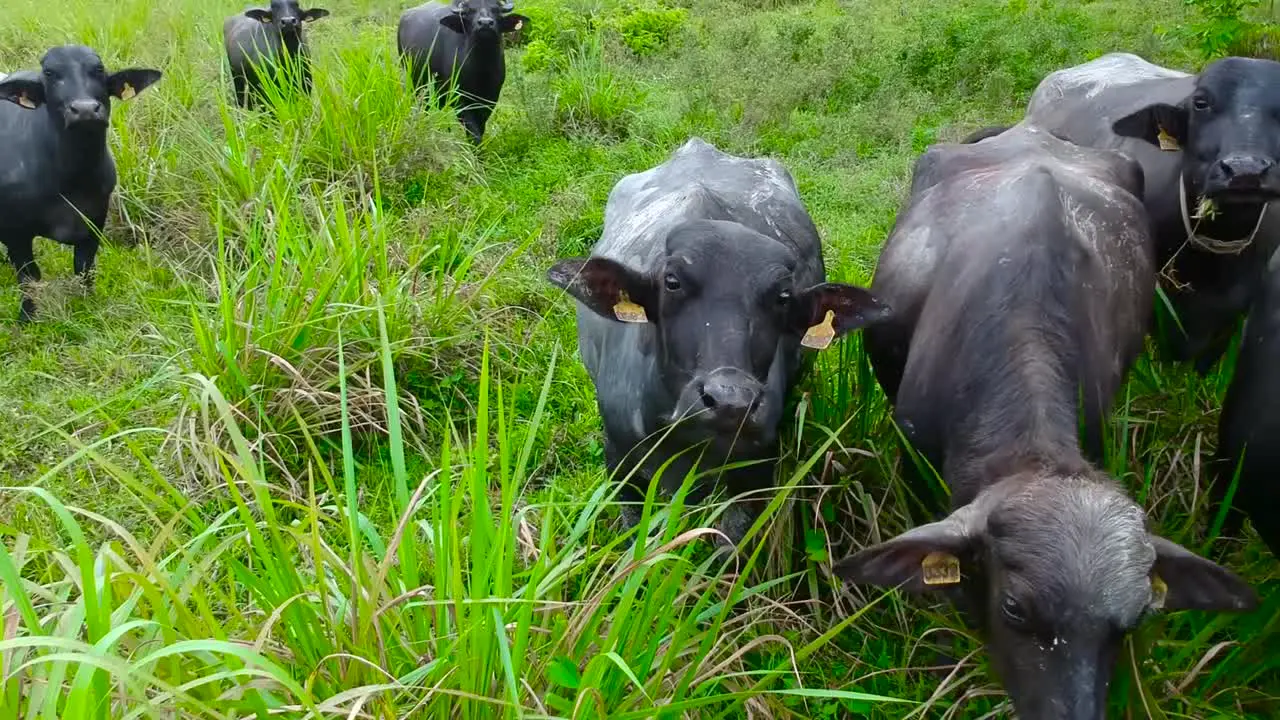 Curious water buffaloes looking at the camera and grazing