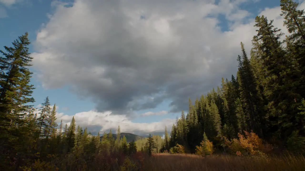 Sky in forest with clouds on sunny day