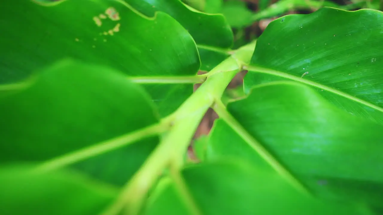 Close-up view of plant leaves texture in slow motion