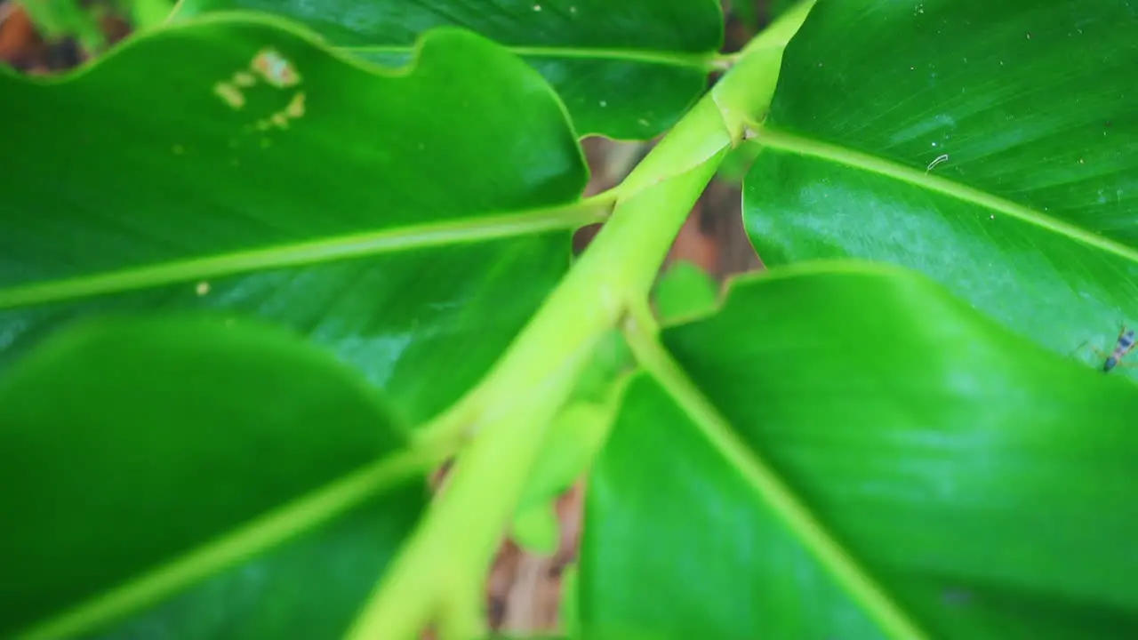 View in close-up of plants leaves with insect walking on in slow motion