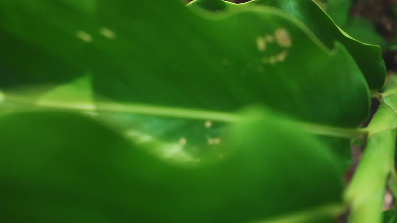 Close-up view of textured green leaves of plant in slow motion