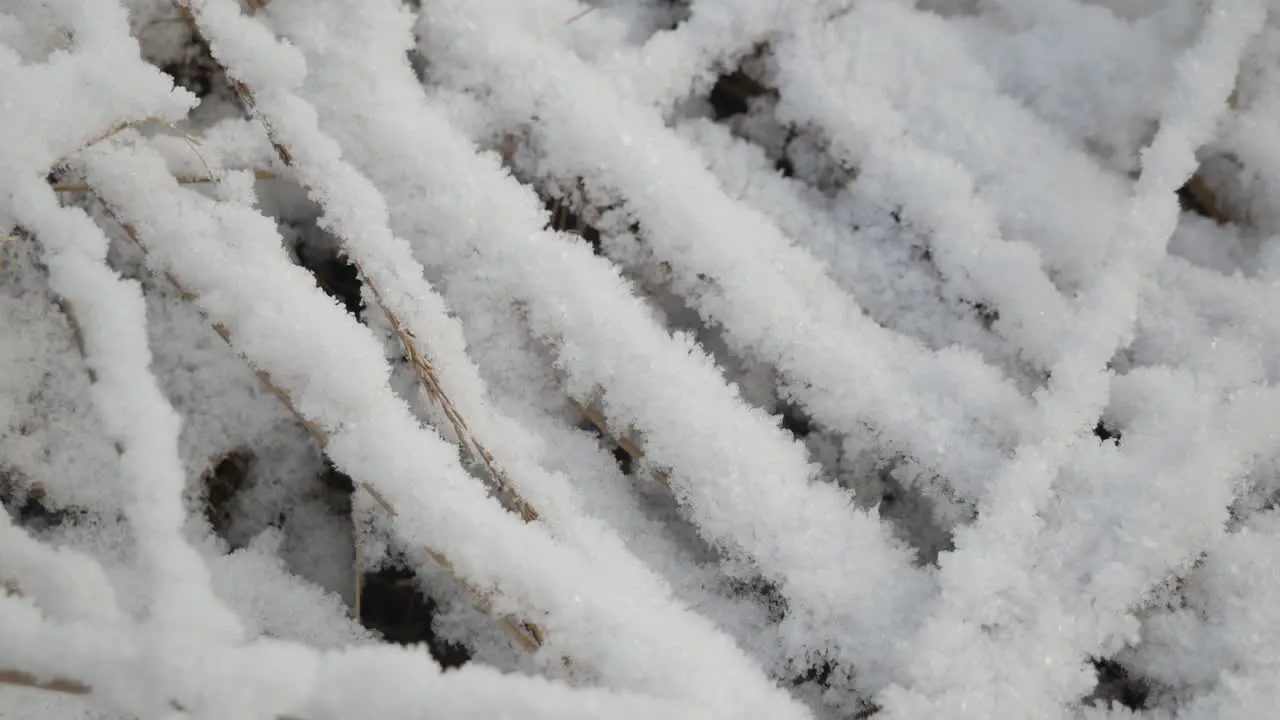 Dry grass covered with snow close up sunny frosty day