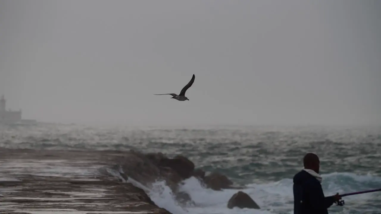 Solo seagull flying in stormy day