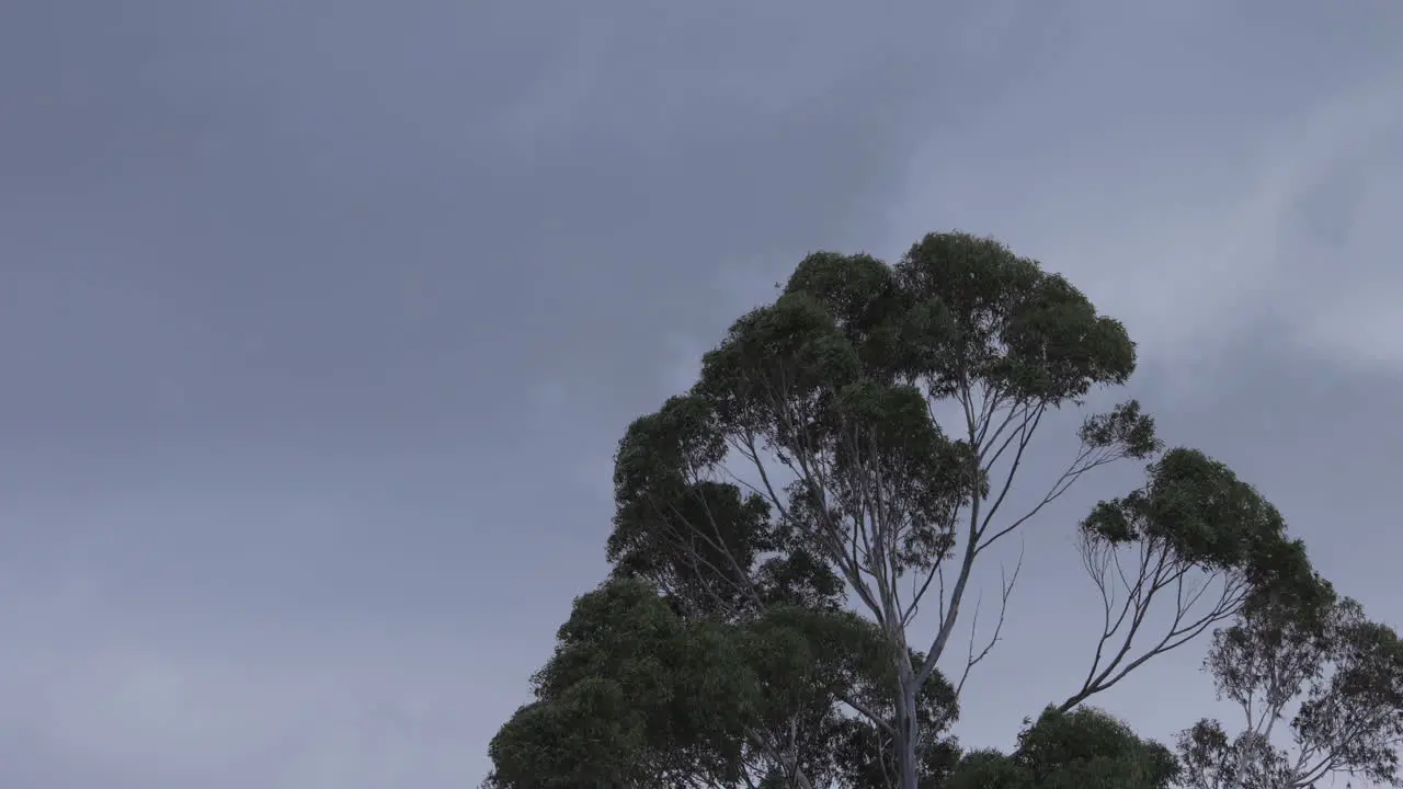 A gum tree blowing in the wind against a cloudy sky