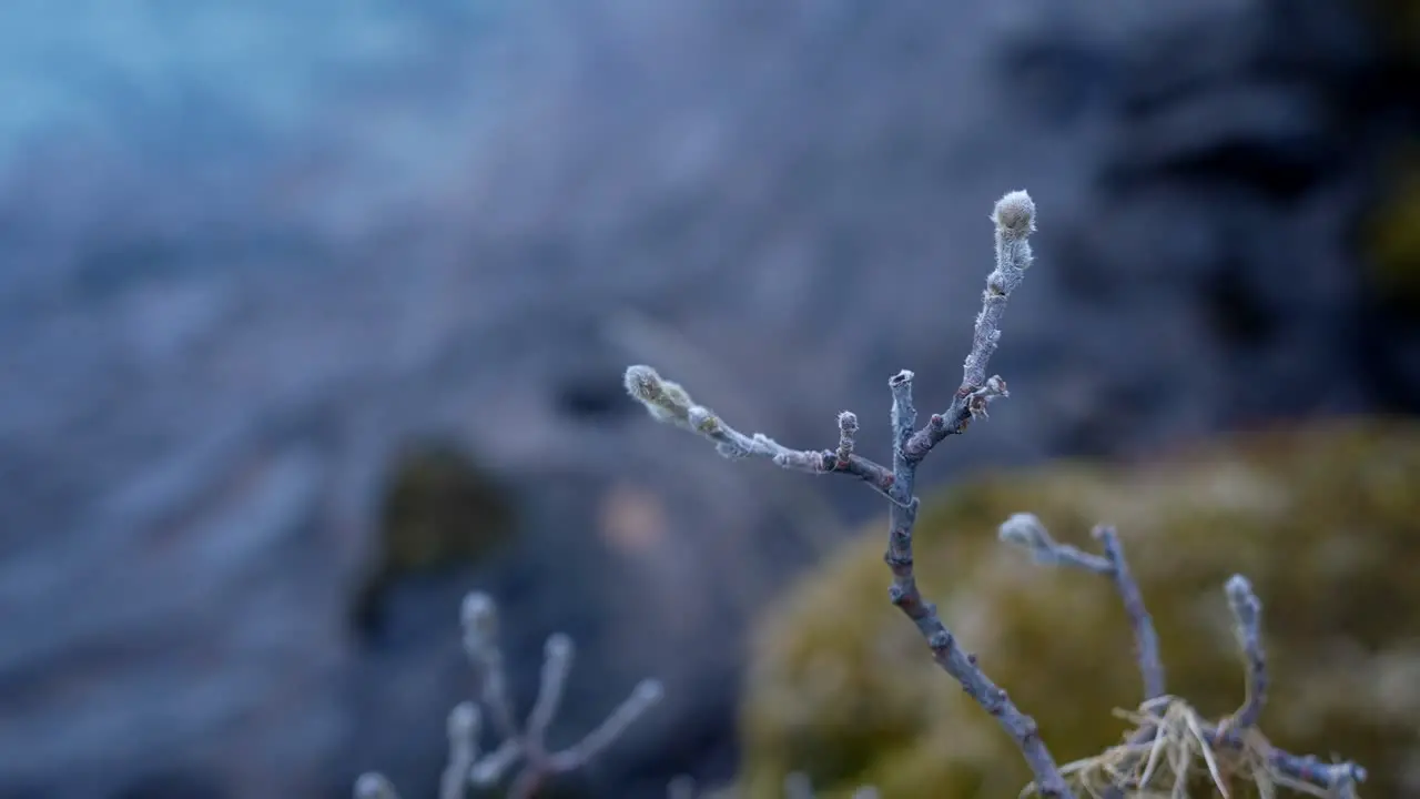 Frozen Twig Of A Plant Against Bokeh River Stream At Background In Iceland