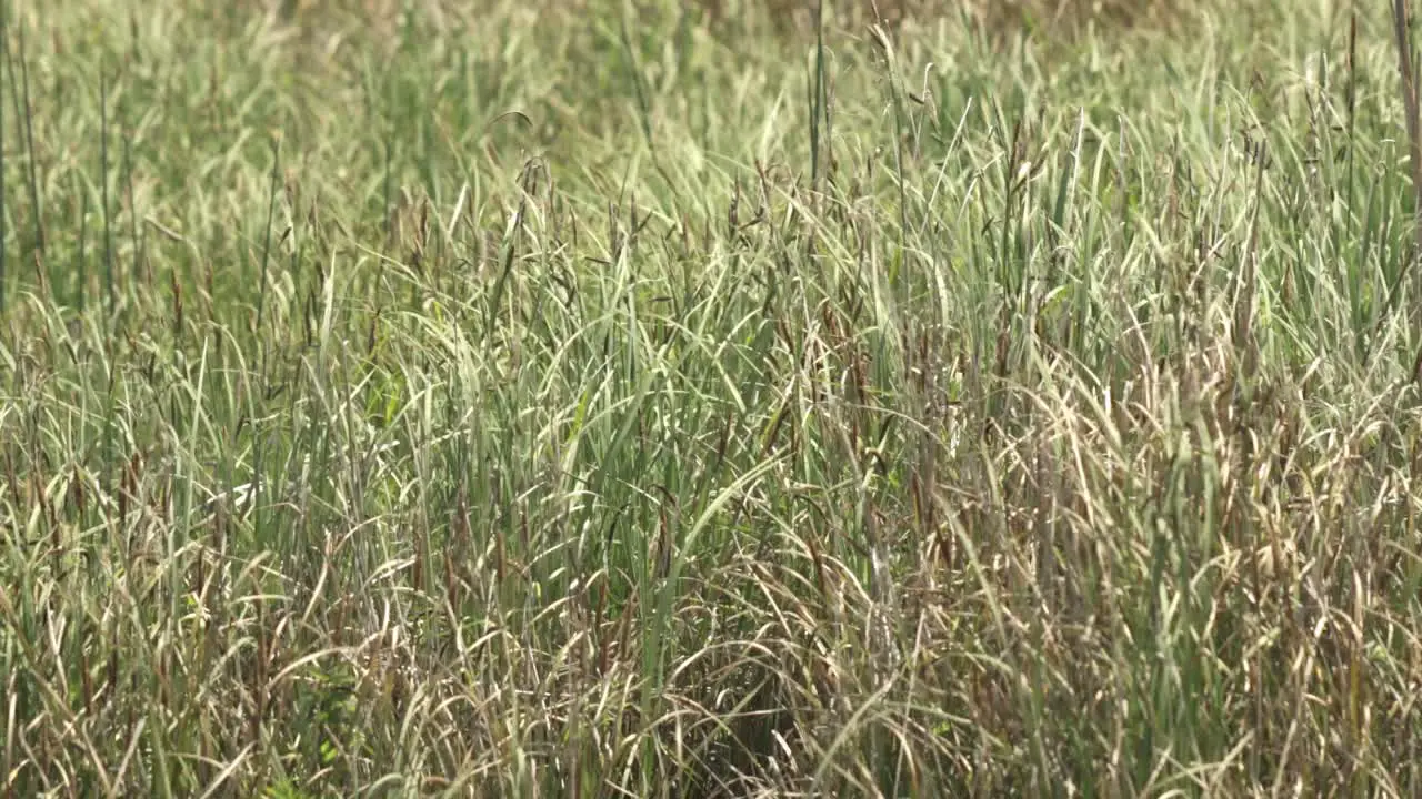 A moth flies over grass waving in the wind