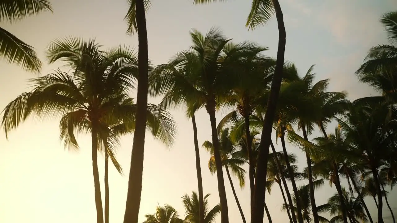 Beautiful sunset through the palm trees in Hawaii