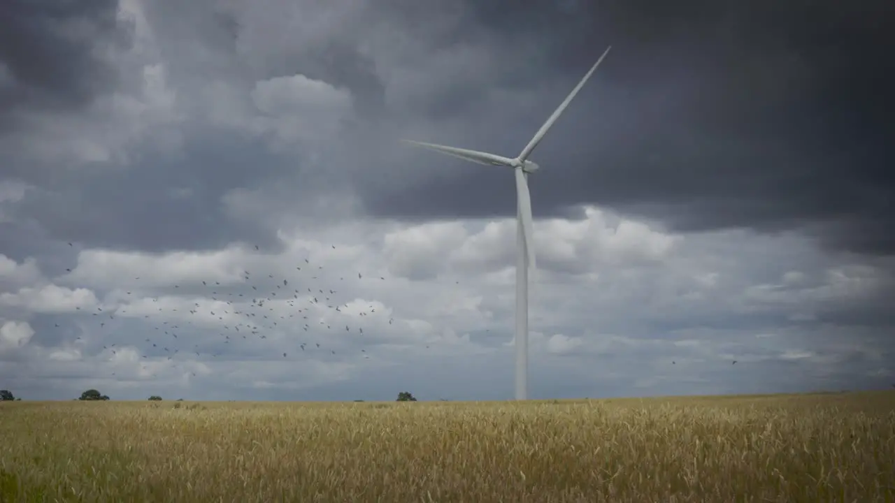 A large wind turbine in a field of barley