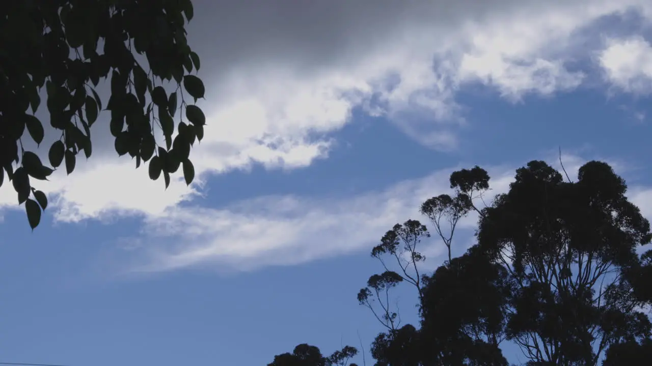 A gum tree blowing in the wind against a cloudy blue sky with another tree silhouette in the foreground