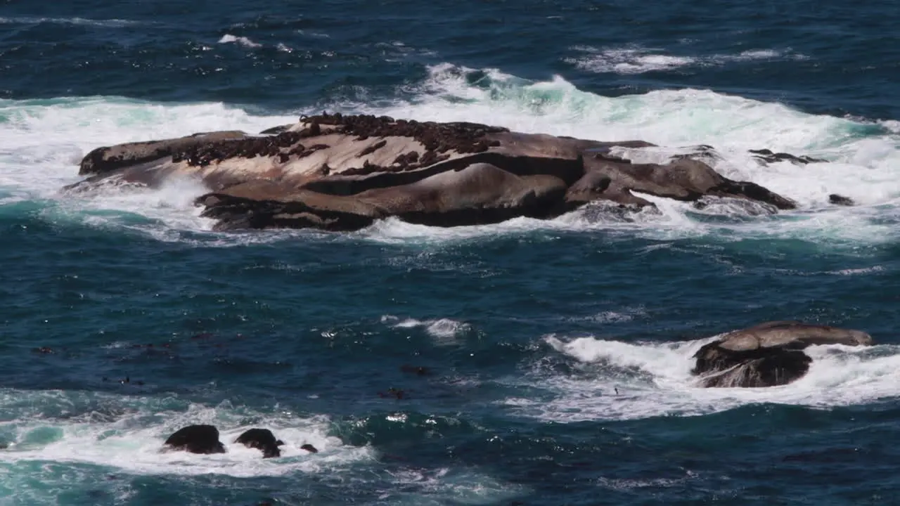 Seals on rocks in the ocean