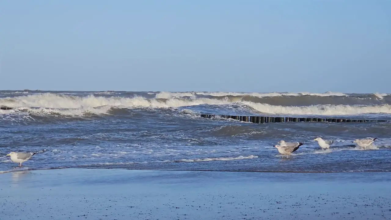 Seagulls struggling heavy wind on the shore of Baltic Sea Poland