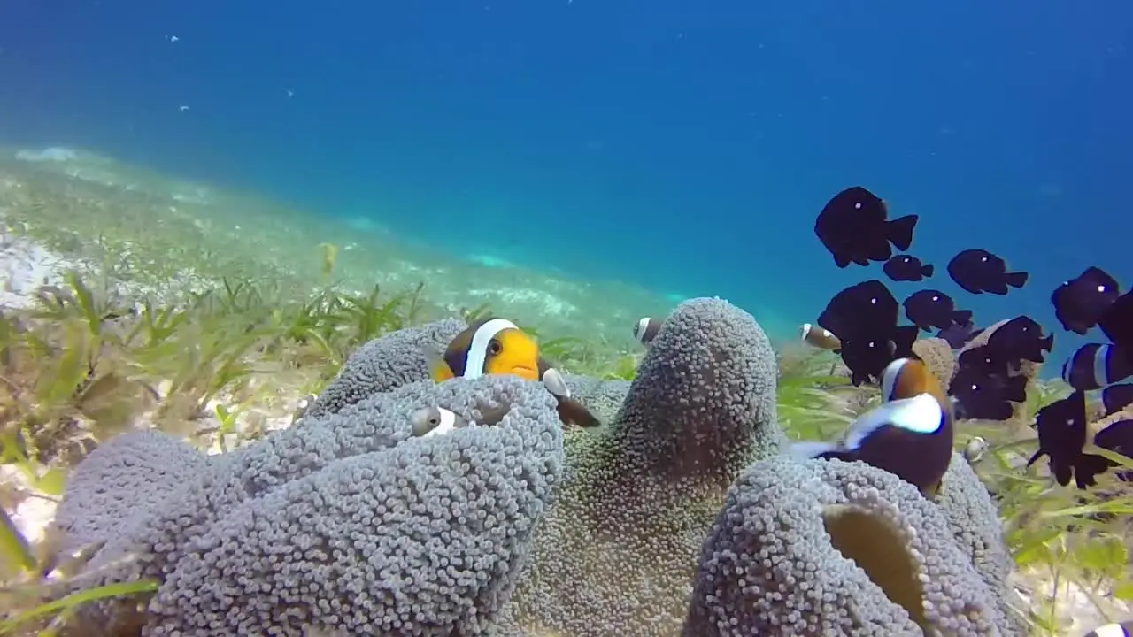 Nemo anemone fish and molly fish on carpet coral