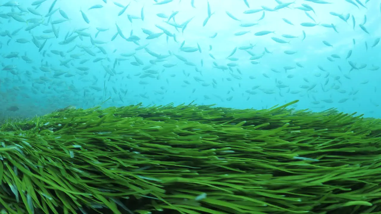 Healthy green seagrass dancing and swaying with the ocean current in clear tropical blue water