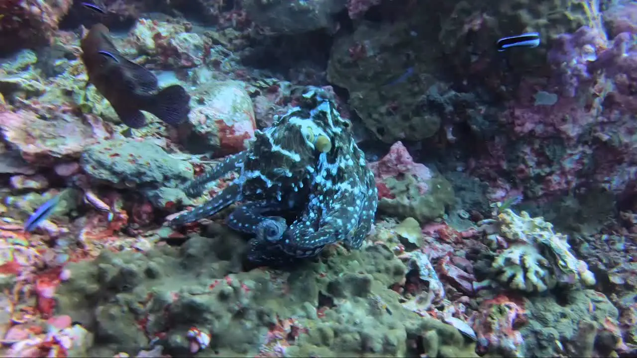 Octopus leaps between coral reef in slow motion