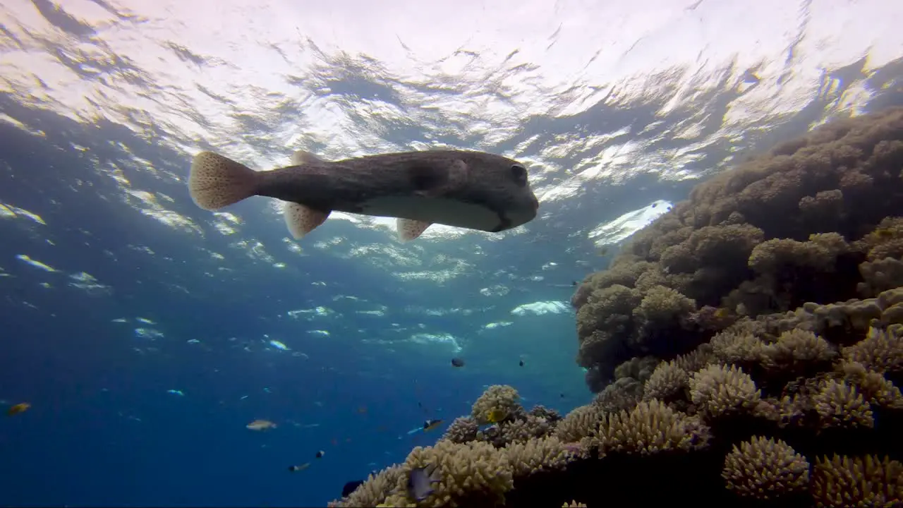 Puffer fish cruising in shallow water over coral reef