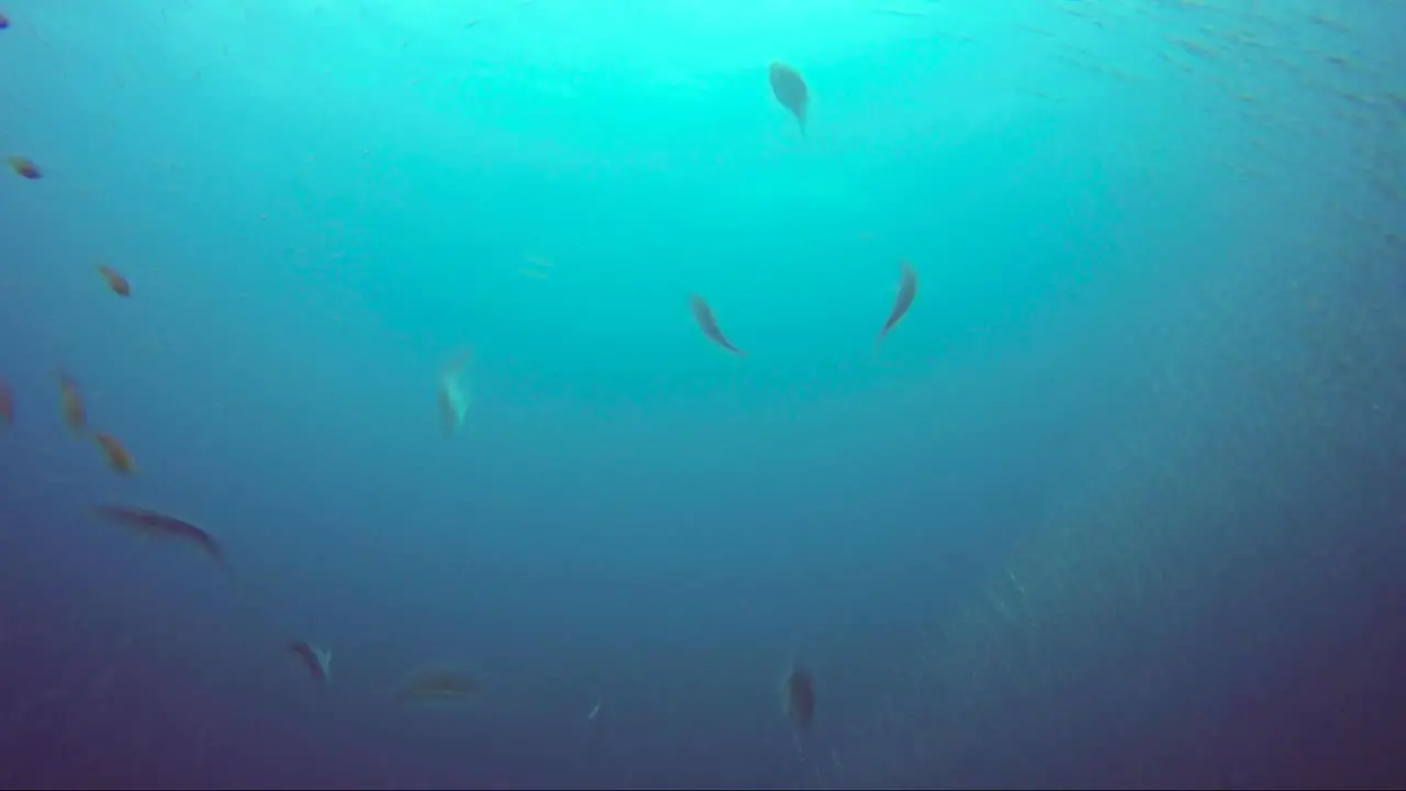 Jackfish hunting simultaneously in slow motion