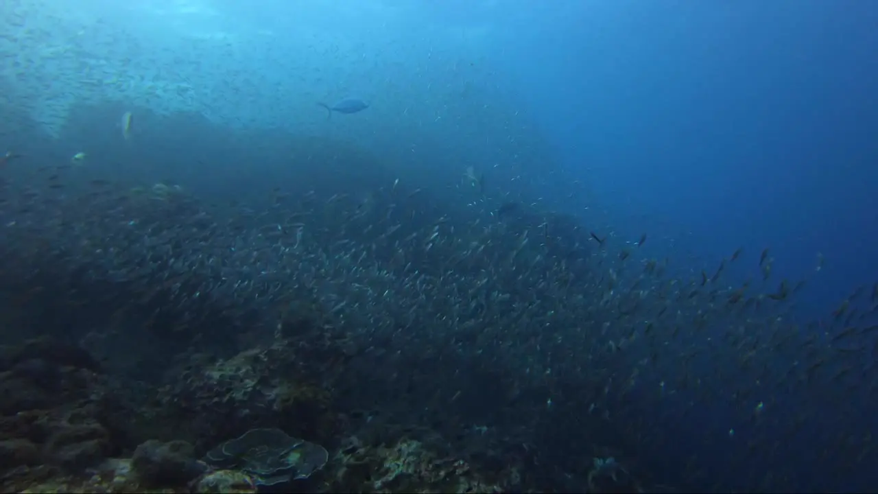 Fish everywhere on Richelieu rock