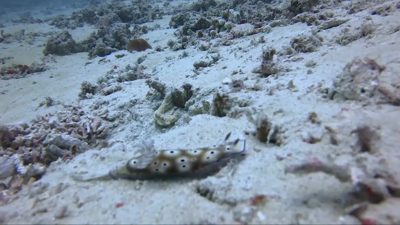 Nudibranch with purple line slowly moving across sandy coral reef