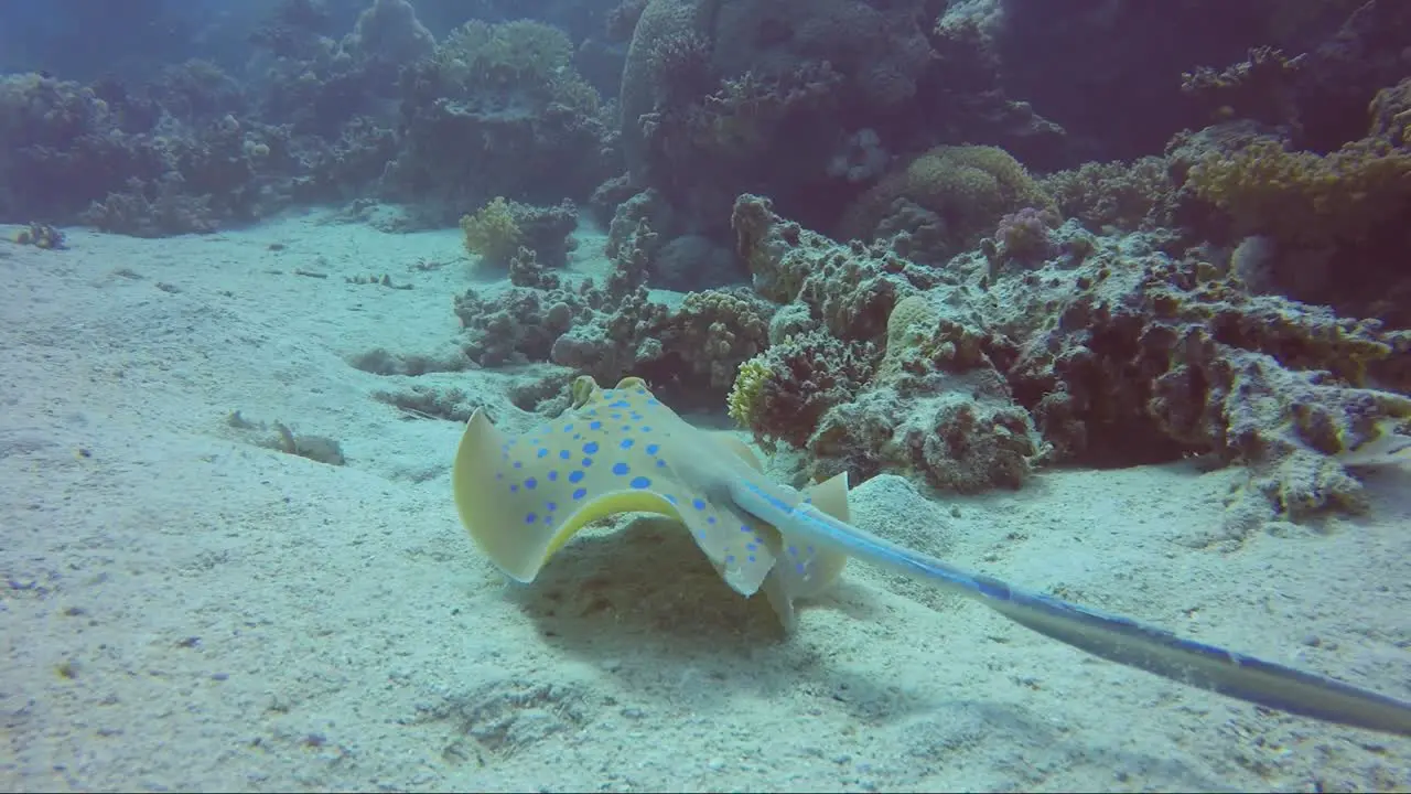 Blue spotted sting ray swims around beautiful coral reef and sand in crystal blue water