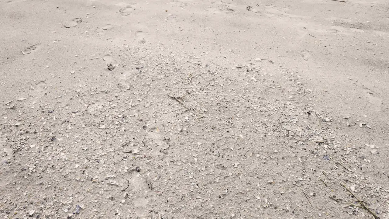 Sand small driftwood and broken shells with foot prints on beach OCNJ