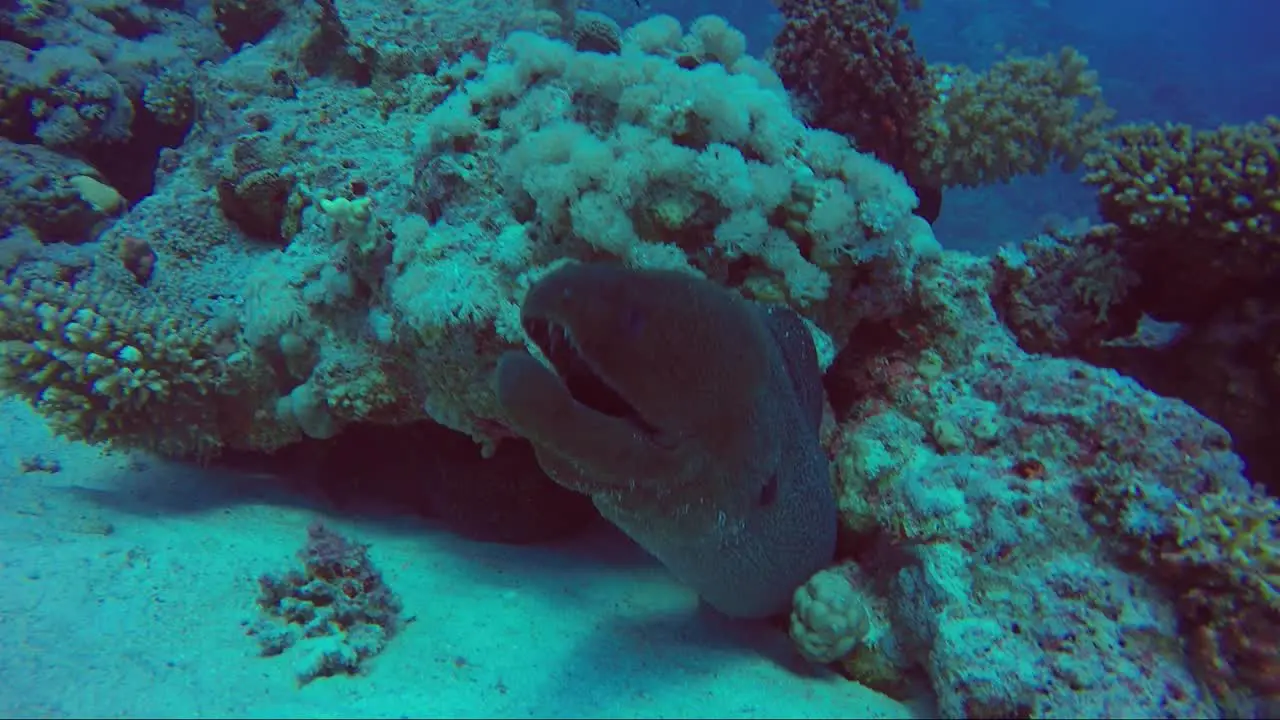 Giant moray eel lunges at camera out of their coral reef home