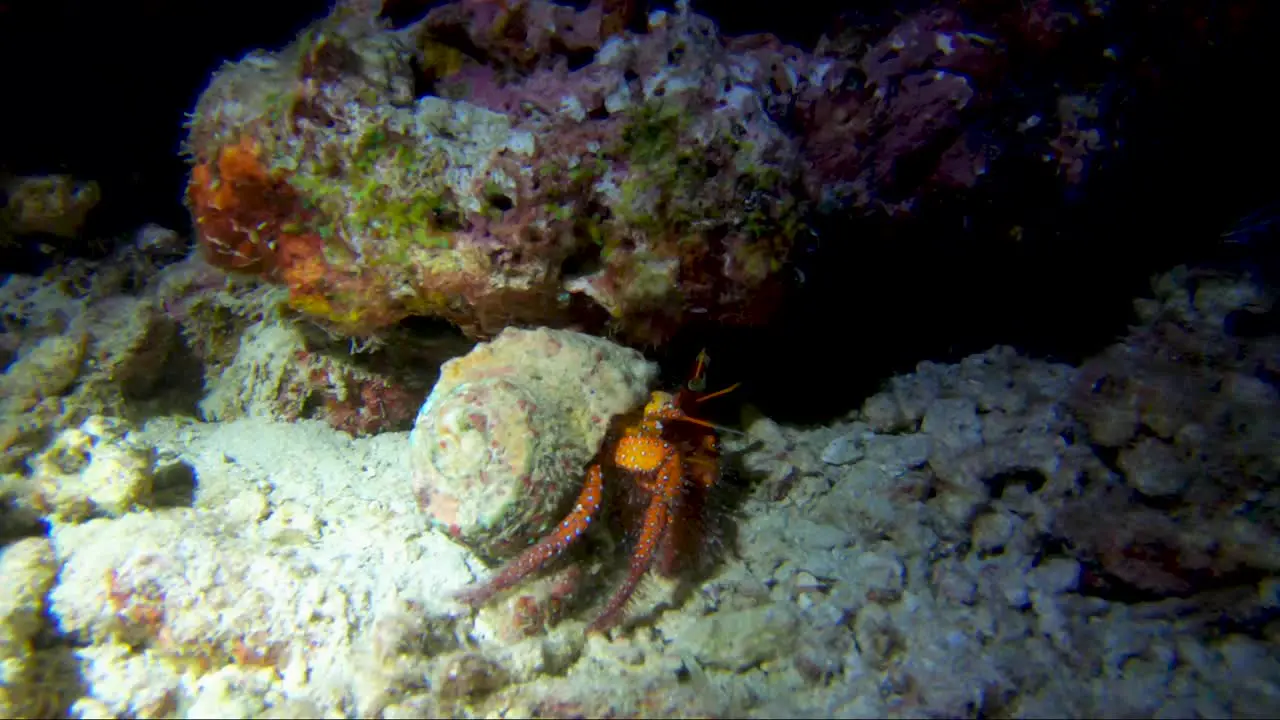 Hermit crab walks along coral reef on a night dive under torch light