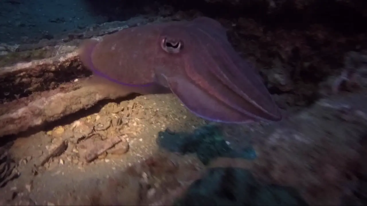 Baby cuttlefish changing colour and swimming away on night dive under torch light