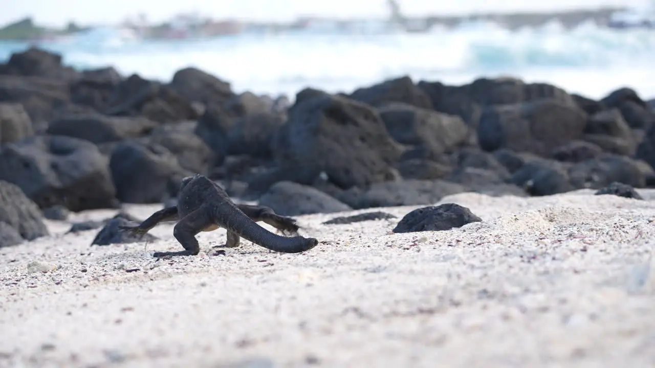 Galapagos Marine Iguana Walking Along Sandy Beach Towards Rocks With Ocean Waves Breaking In Background