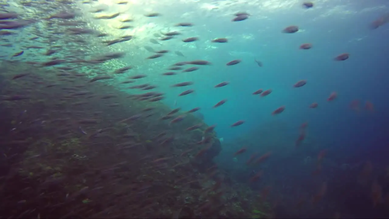 Fish being hunted in slow motion over rock coral reef and sun behind