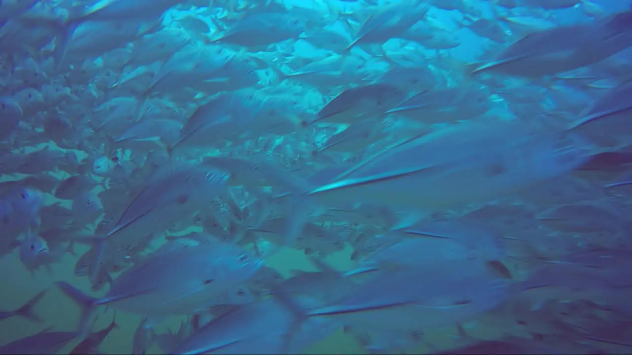 Inside a school of jack fish at 60% slow motion