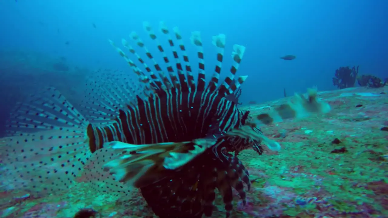 Lion fish swims over rock coral reef