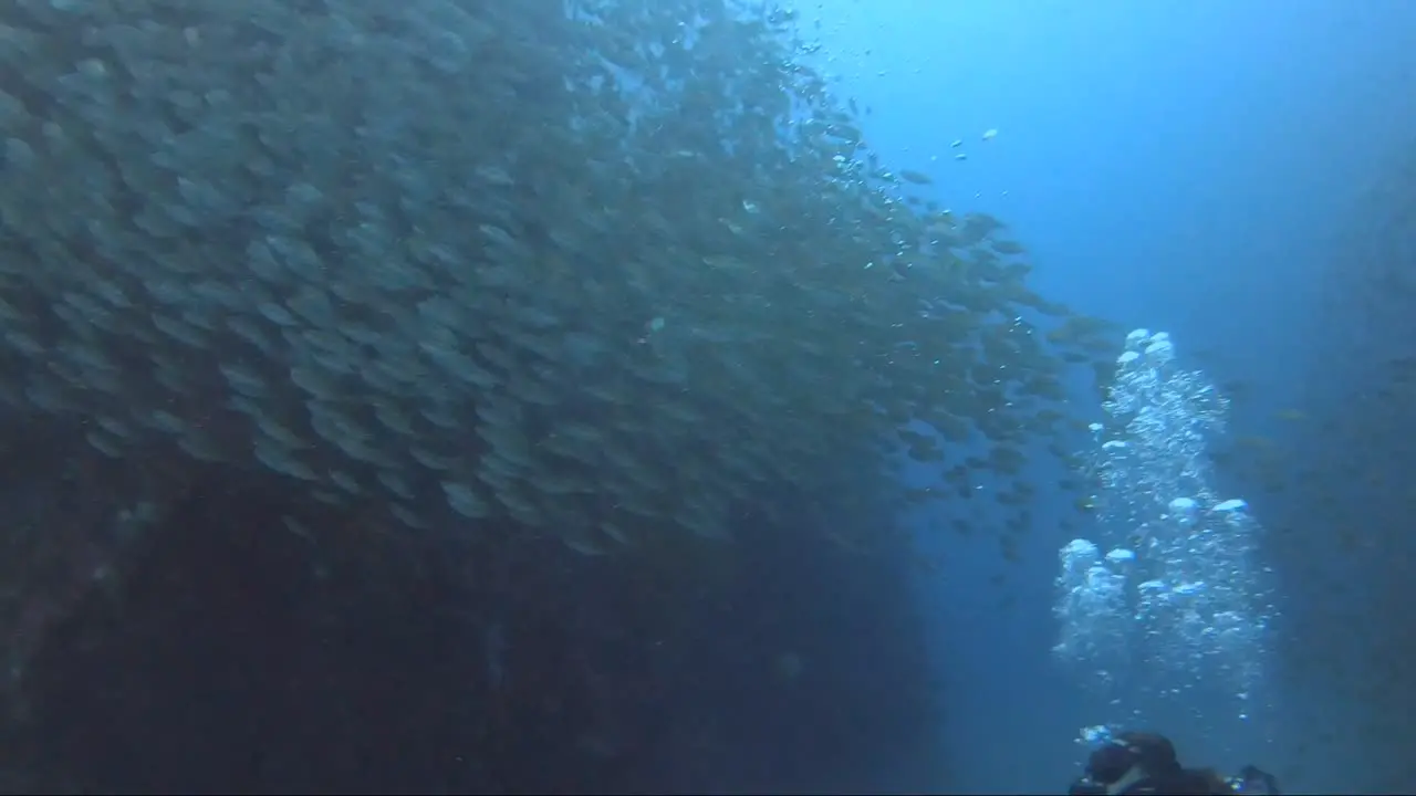 Diver swims into fish schooling on a mountain coral reef