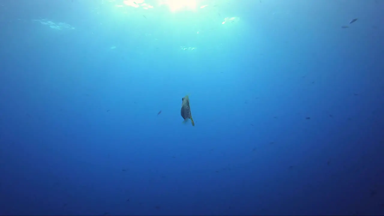 File fish swims away into sunshine in tropical blue water all in slow motion