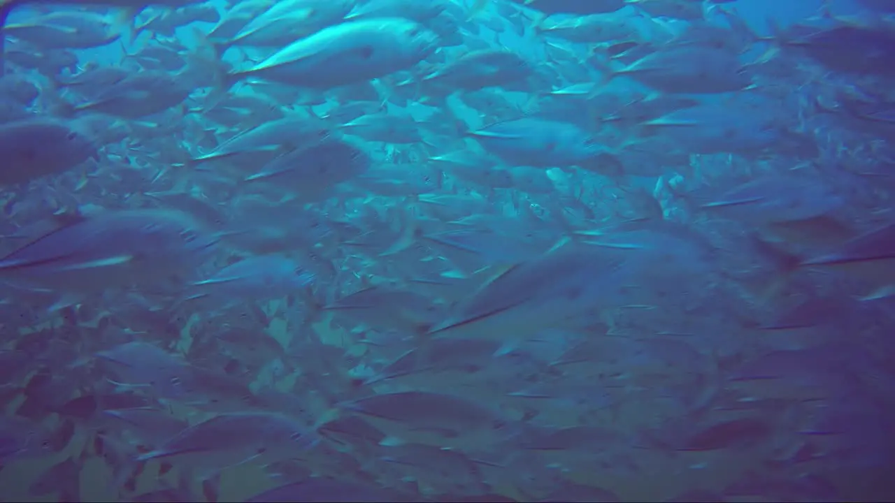 Swimming through a huge school of jack fish with blue water above a green mist below