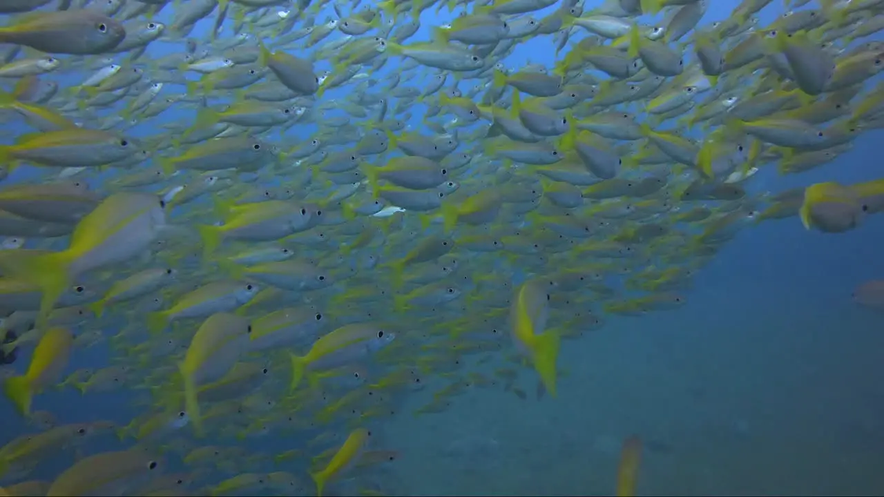 Moving through a school of yellow fuseliers in blue water