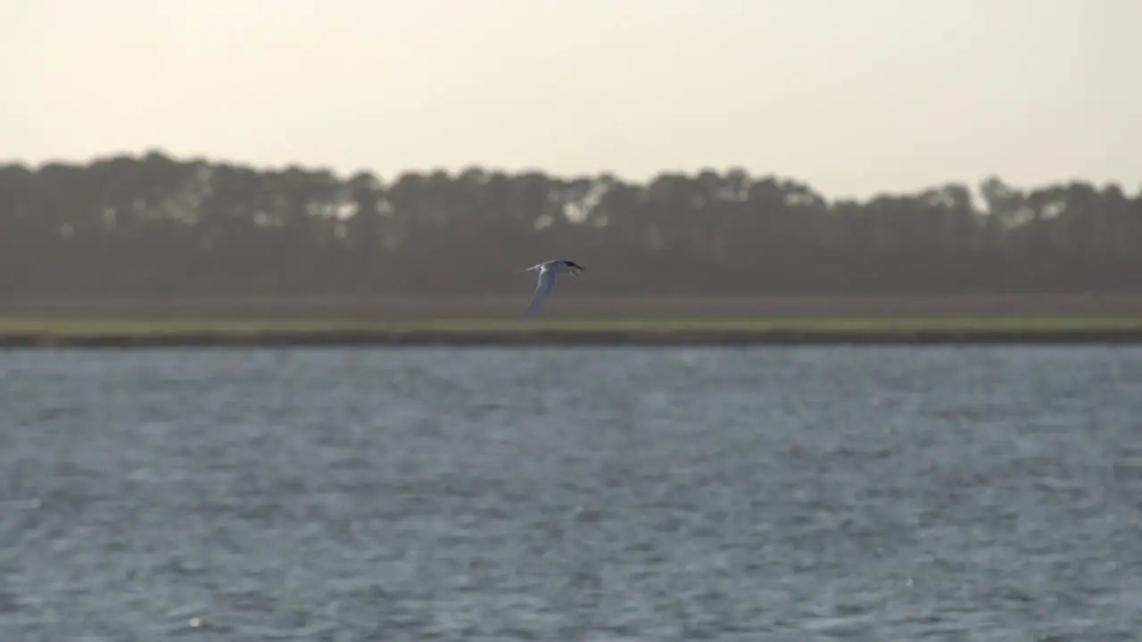 Single bird flying over the water and march at sunset