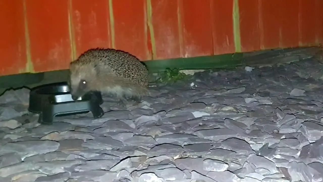 A hedgehog at a feeding and drinking bowl at night During 2022 UK heatwave