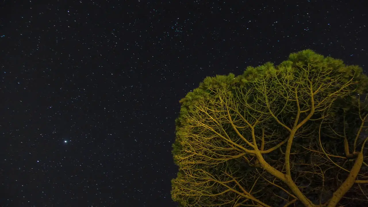 Looping time-lapse of stars moving back and forth across sky behind tree