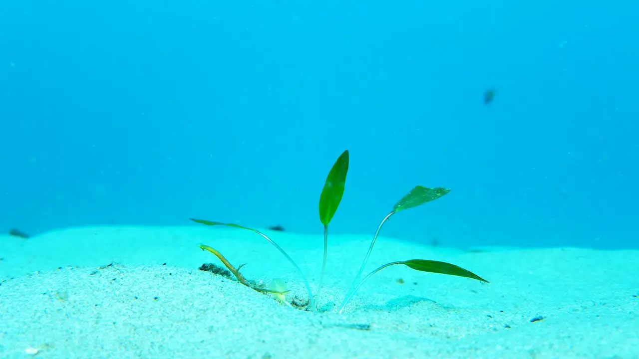 The planting of seagrass underwater to a area of the ocean floor that needs rejuvenation